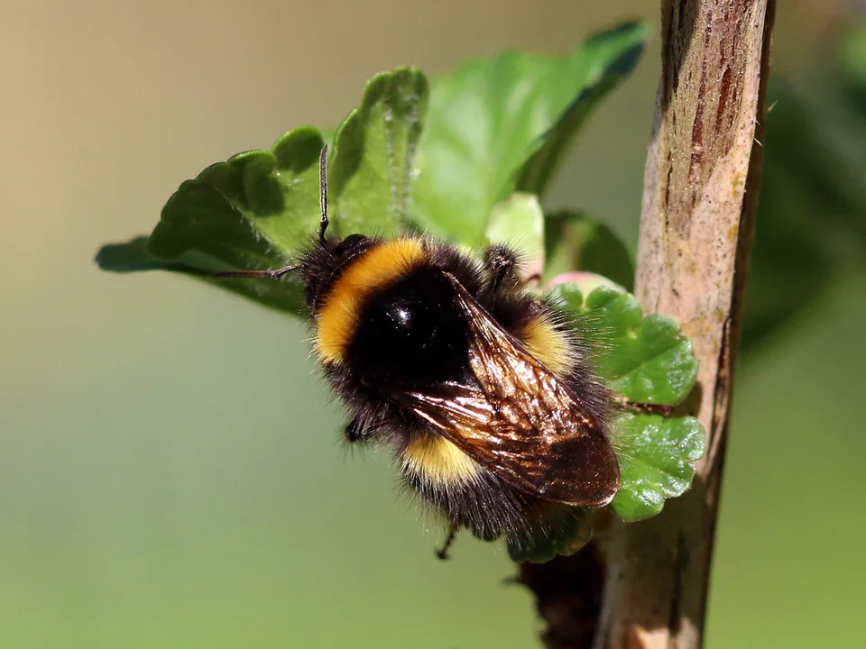 Buff-tailed Bumblebee