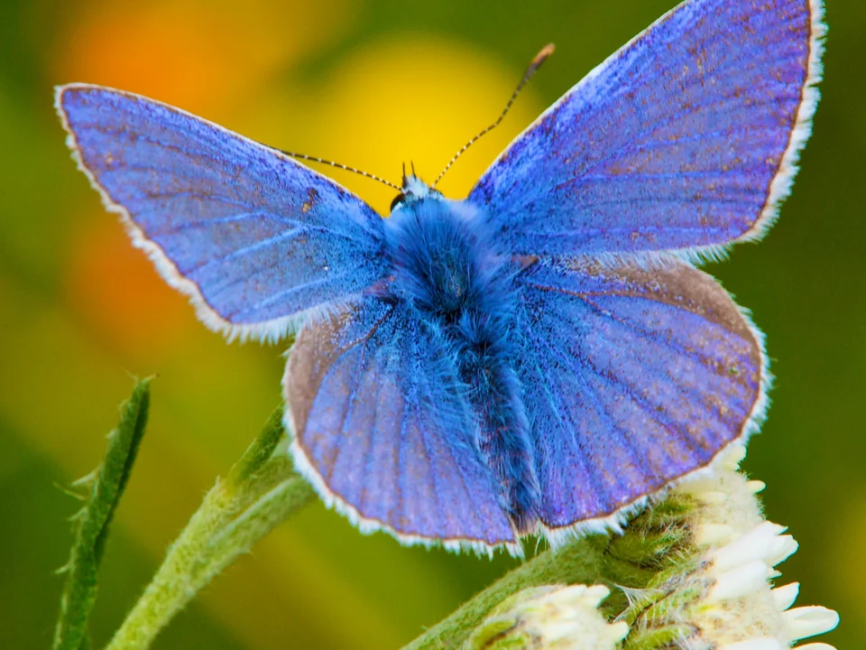 Common Blue