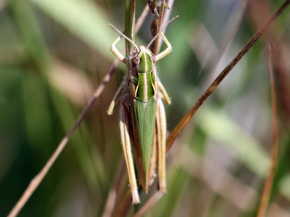 Common Green Grasshopper