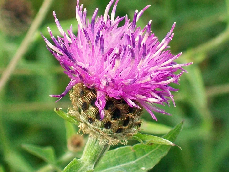 Common Knapweed