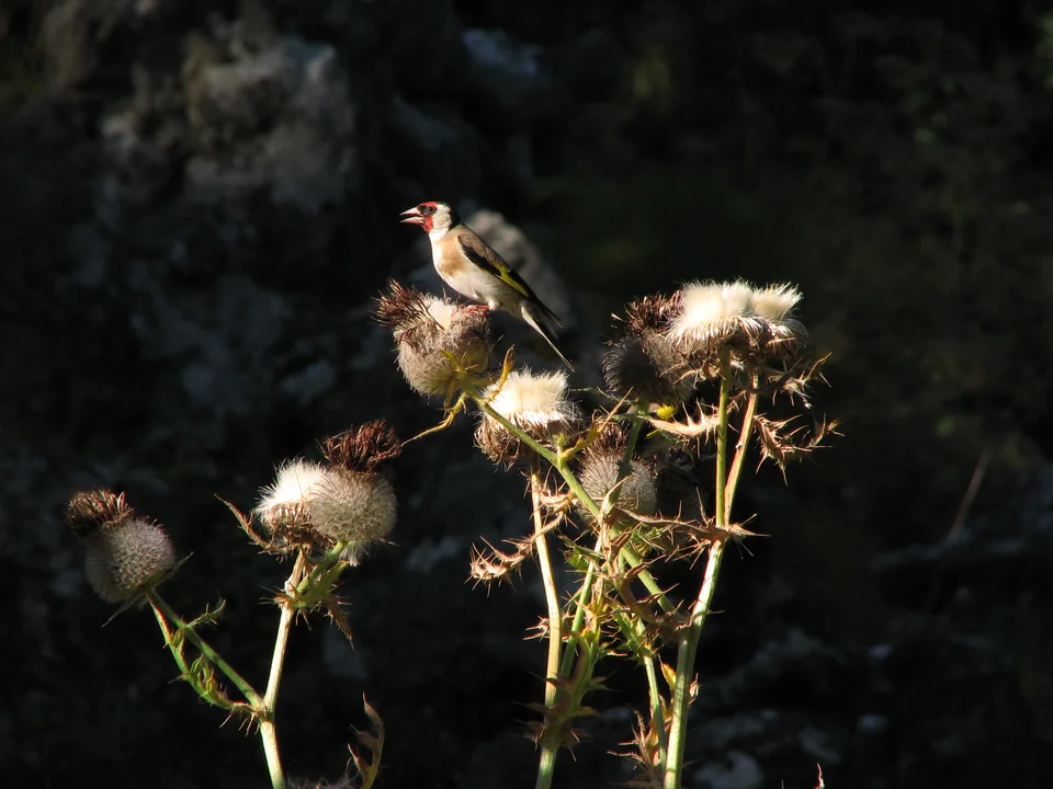 Goldfinch