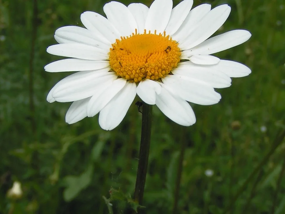 Oxeye Daisy
