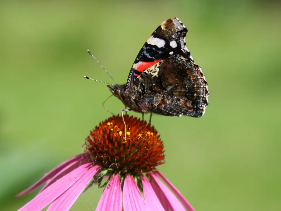 Red Admiral