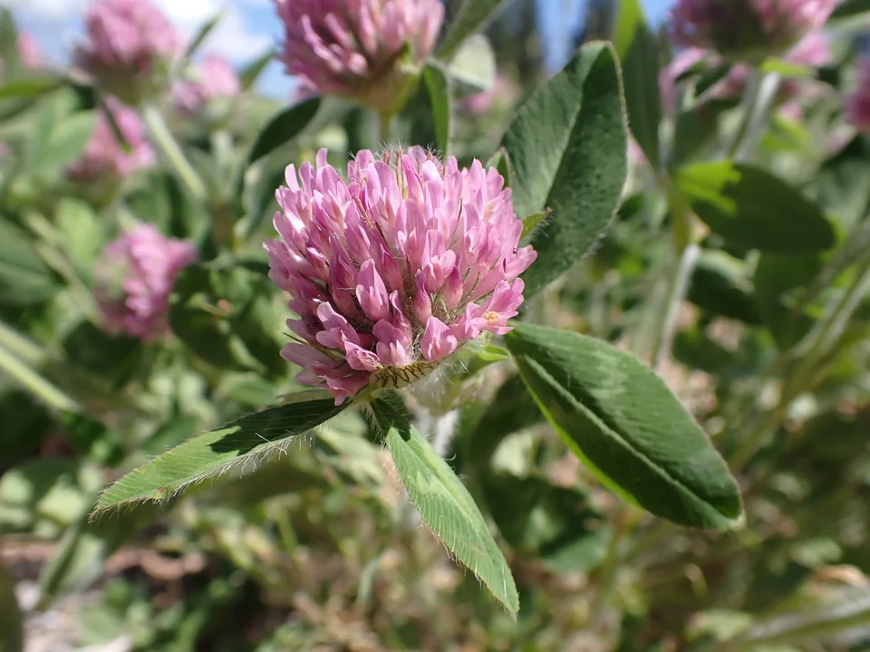 Red Clover