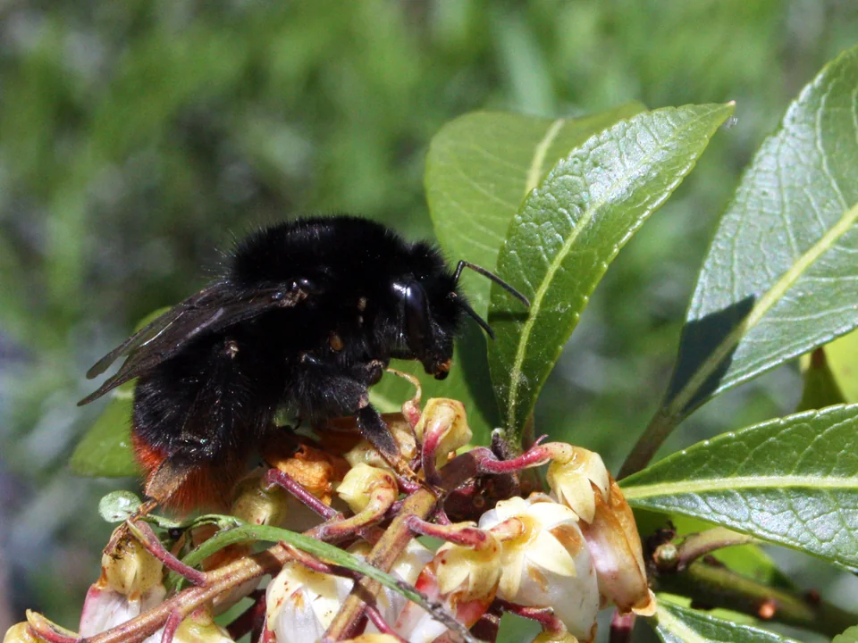 Red-tailed Bumblebee