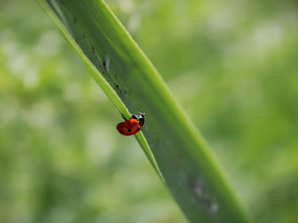 7-spot Ladybird