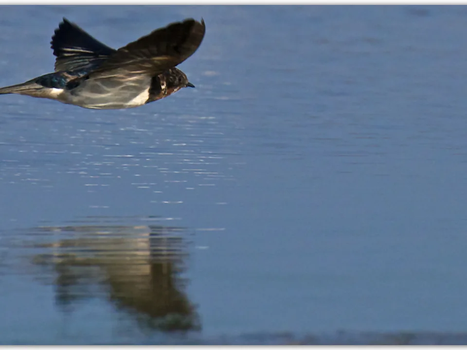 Swallow