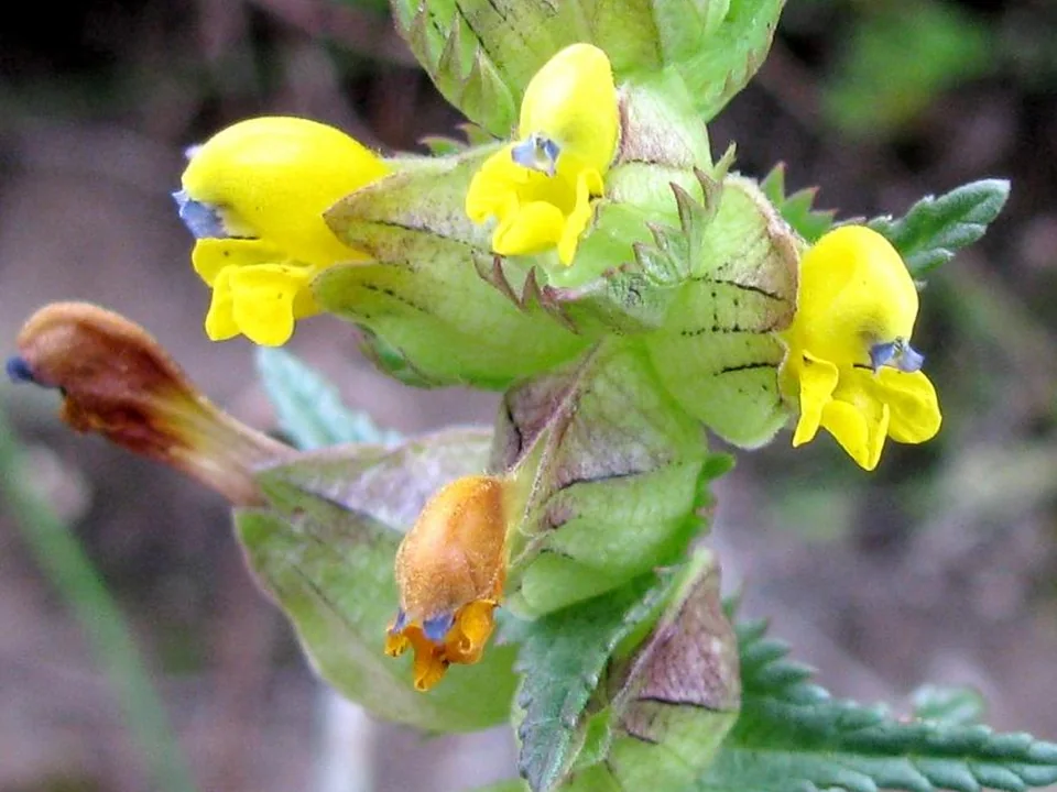 Yellow Rattle